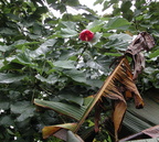 EPSN0052