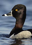RingNeckedDuck