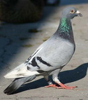 RockDove