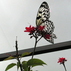 Butterfly World