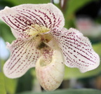 Delray Orchid Festival