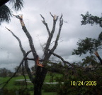 Hurricane Wilma