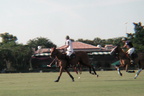 Palm Beach Polo